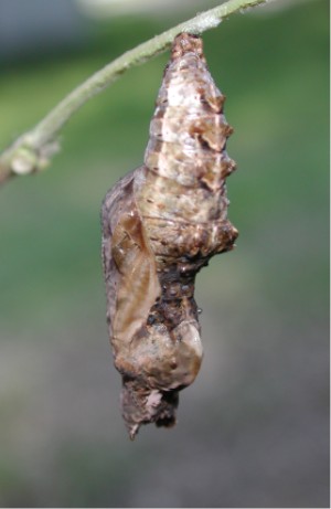 Gulf Fritillary Chrysalis