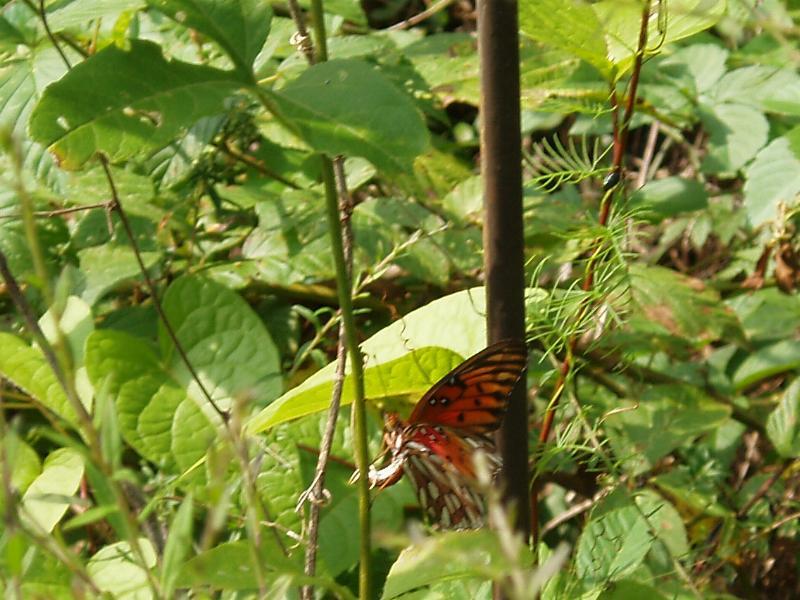 Gulf Fritillary Laying Egg