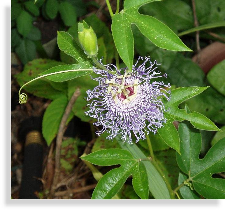 Passiflora incarnata