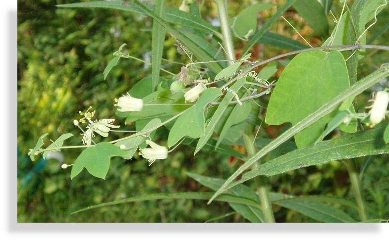 Passiflora lutea